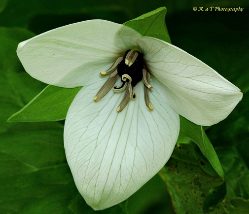 {Trillium simile}